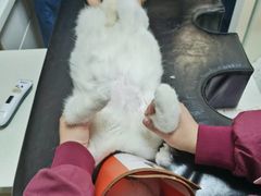 -瑞派康怡24h宠物医院·犬猫医疗中心·微创绝育(瑞景分院)