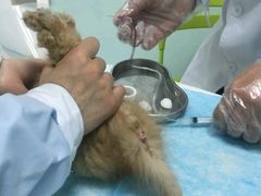 -纳吉亚猫专科动物医院博雅分院