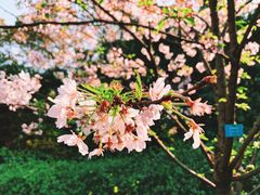 -南山植物园