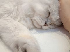 -爪爪喵星球·猫舍(前海卓越店)