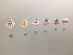 -青岛贝壳博物馆