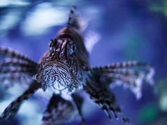 -瑞普利水族馆