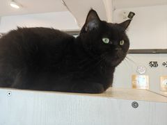 -有喵·猫咖·狗咖·40+猫狗有小奶狗(岗厦店)