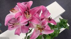 -斐尔国际皮肤管理中心