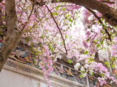 -深圳国际园林花卉博览园