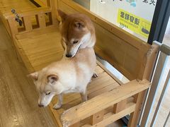 -南京Hallo宠物乐园·哈罗犬舍·柴犬繁育基地