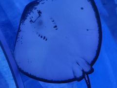 -海合安武汉极地海洋公园