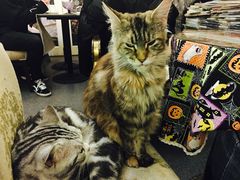 -猫色咖啡·猫咖