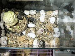 -双季花艺园艺市场(浦东店)