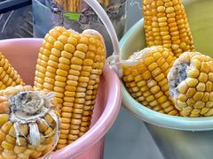 -黑瞎子岛探秘野熊园