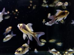 -宠物世家(仲盛世界商城店)