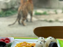 -上海野生动物园老虎餐厅