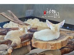 -大连森林动物园