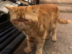 -more than meow吴止猫主题餐厅(承德 中船汇店)