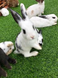 -萌宠亲子动物乐园(槐房万达店)