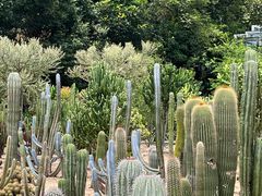 -深圳仙湖植物园