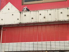 -一兰拉面(池袋店)