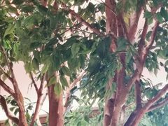 -榕意·川味之美(深业上城店)