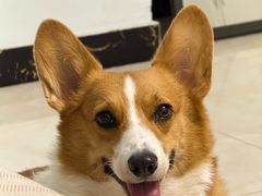 -心仪动物医院·牙专科·肿瘤·心脏科(西客站院)