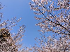 -高东镇樱花园
