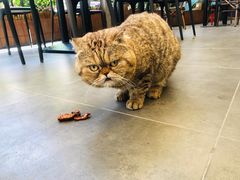 -财神鸡煲(华强北店)