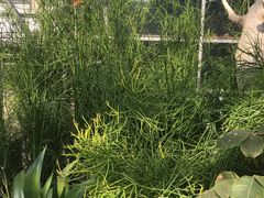 -南山植物园