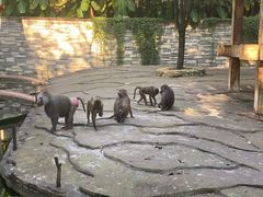-贵州森林野生动物园