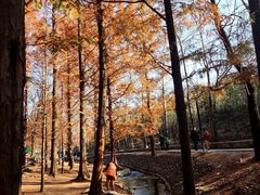 -白水寺森林公园