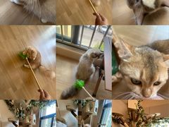 -唐小姐の私宠·宠物洗护美容·撸猫馆·购宠(周浦万达旗舰店)