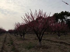 -南湖湿地公园