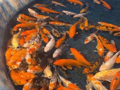 -泉州海丝野生动物世界