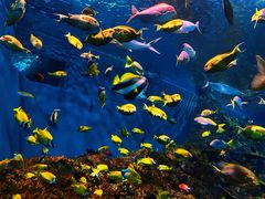 -上海海洋水族馆