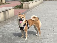-达爱动物医院·犬猫分区·CT·复杂眼科(远洋山水分院)