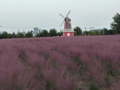 -羊亭河湿地公园