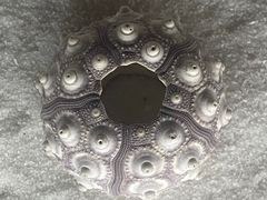 -青岛贝壳博物馆