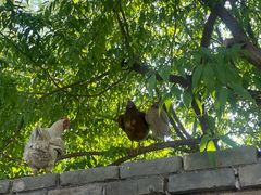 -春风习习