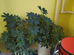 -LILY英语思维馆(玉泉路店)