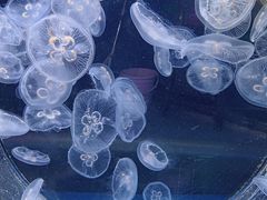 -芜湖新华联大白鲸海洋公园
