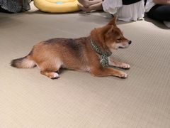 -逗柴咖啡屋·狗咖猫咖宠物桌游
