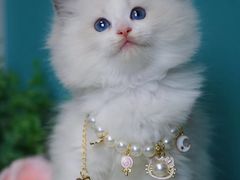 -十年猫舍·猫咪专门店(普陀店)