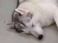 -星多哈·狗咖·拼豆·咖啡