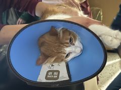 -瑞派康怡24h宠物医院·犬猫医疗中心·微创绝育(瑞景分院)