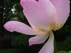 -陈家山荷花公园