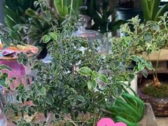 -花里花店(唐镇阳光天地店)