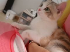 -猫大福·Fortune Cat猫舍(百子湾店)
