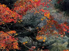 -莫干山风景区
