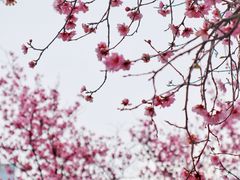 -白塘生态植物园