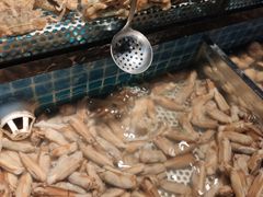 -五月罗马海鲜自助餐厅(陆家嘴店)