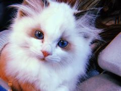 -Bastet sally猫舍购宠(静安店)