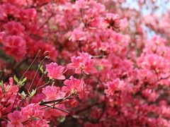 -木兰云雾山